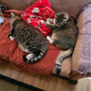 Meet your Posher, Darlene